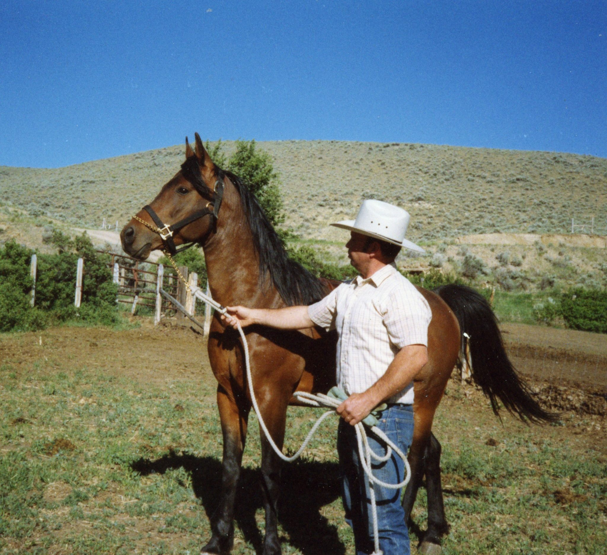 Safe Ways to Restrain a Horse Countryside